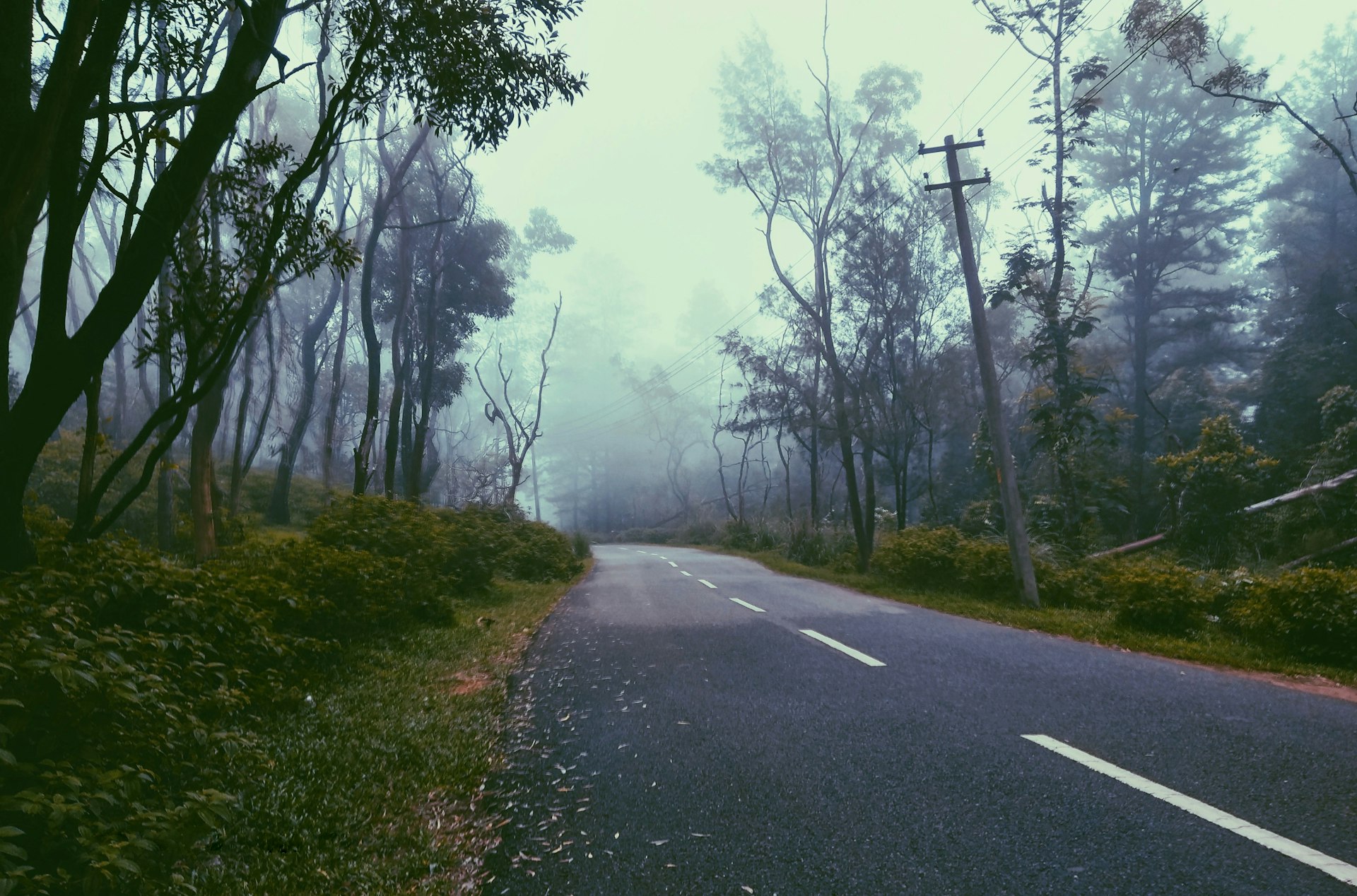 gray concrete road between green trees during foggy weather